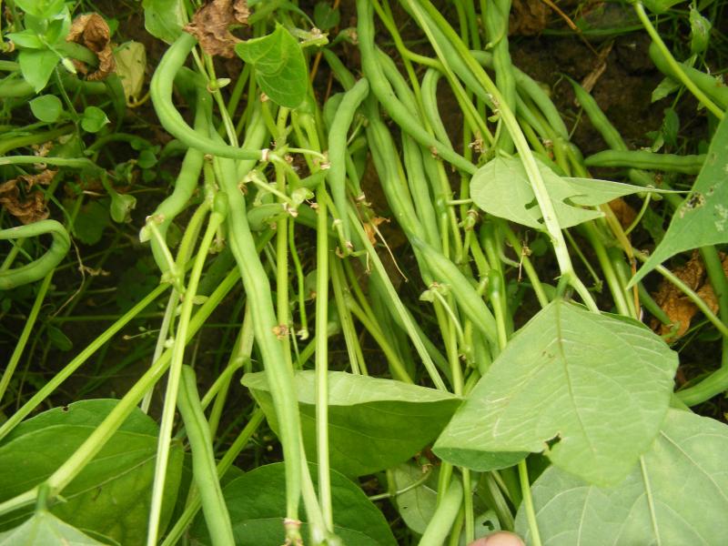 La tendreté des gousses est un critère important aussi bien pour la consommation en frais pour pour la conservation.  La récolte des jeunes gousses deux ou trois fois par semaine permet une récolte à maturité idéale.  Les variétés modernes permettent un bon groupage de la maturité des gousses pour une récolte unique.