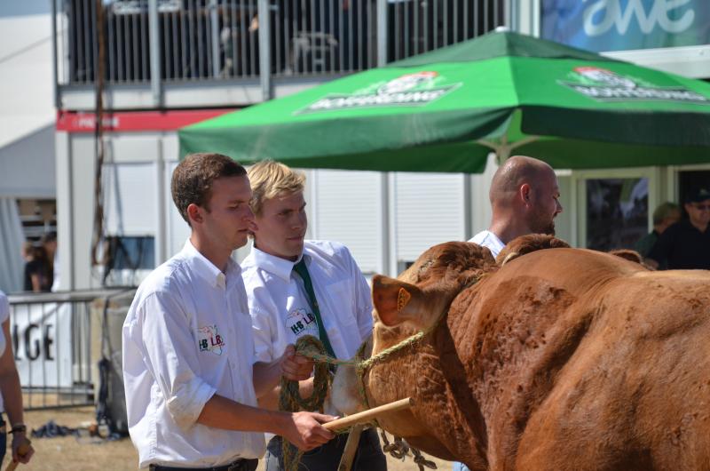 Le Limousin sera en force à Libramont avec une centaine d’animaux inscrits.  A noter la tenue d’un concours de génétique sans corne.