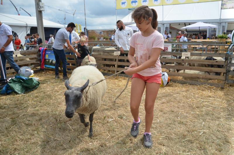 Le concours national ovin se déroulera le samedi 27 juillet à partir de 9h. 10 races seront présentes.
