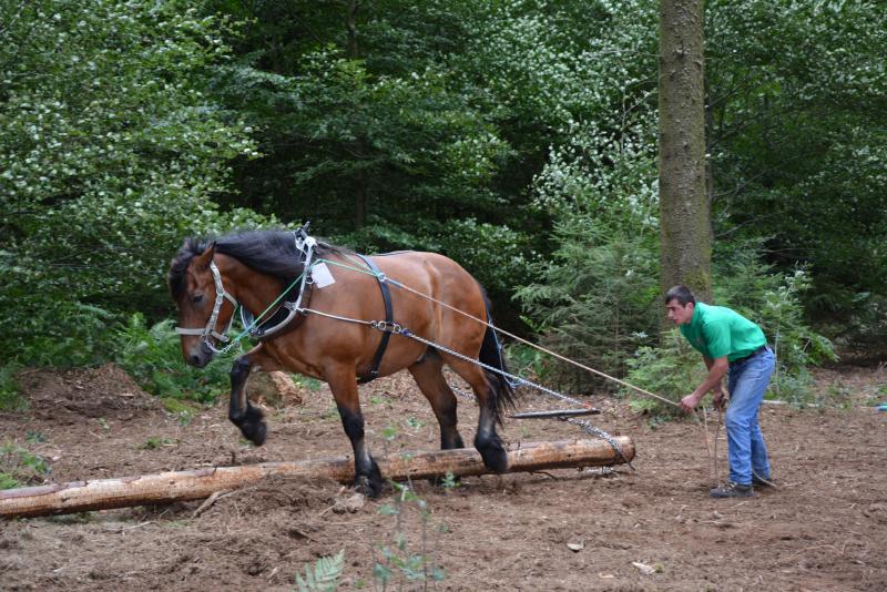 Le maniement du cheval, qui trouve encore toute sa place aux côtés des engins motorisés, sera mis à l’honneur à travers un concours comportant plusieurs épreuves, notamment en forêt.