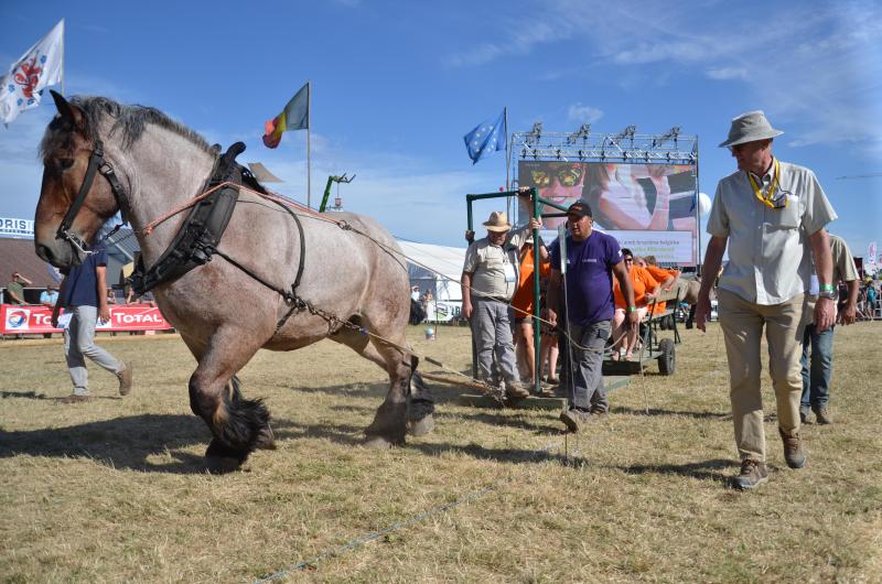 Le cheval de trait ... trait d’union entre toutes les éditions de la Foire de Libramont.