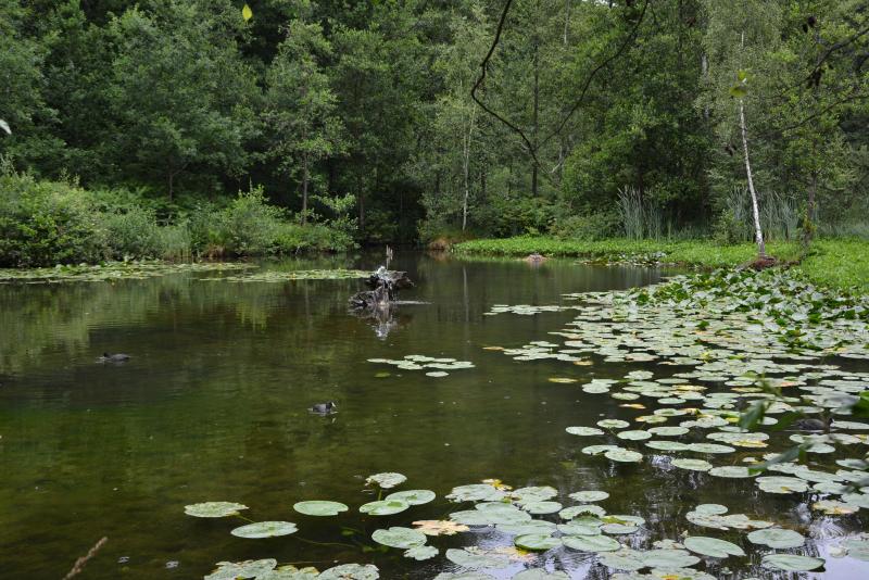 Les Assises de la Forêt wallonne, actuellement déployées, visent  à consulter les parties prenantes sur l’évolution et les enjeux de la forêt, selon  ses différents axes économique, social, récréatif, climatique et environnemental.