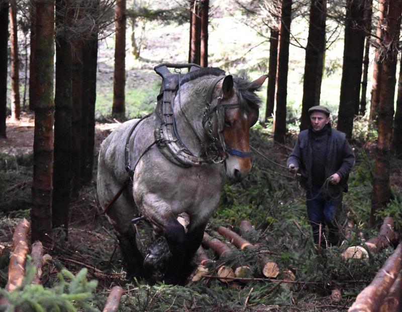 Le cheval en débusquage de bois en long: guarantee of the preservation of the sun and vegetation.