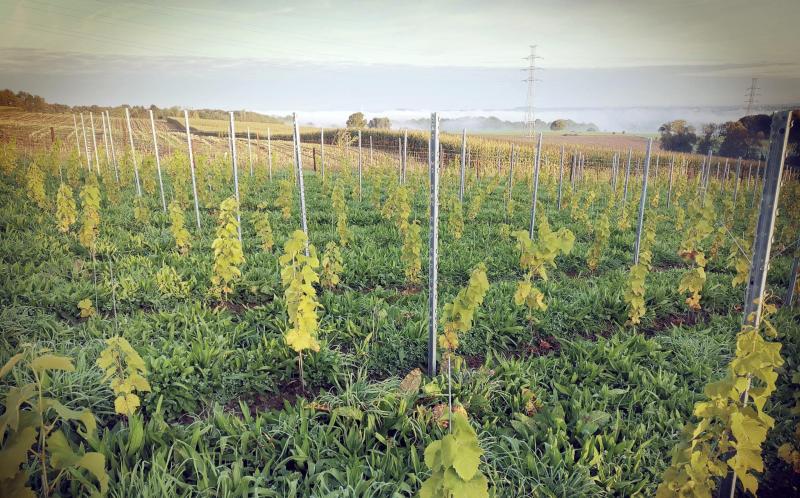 A Beaufays, le domaine Bellum Fagetum vient de s’enrichir de 5 hectares supplémentaires.