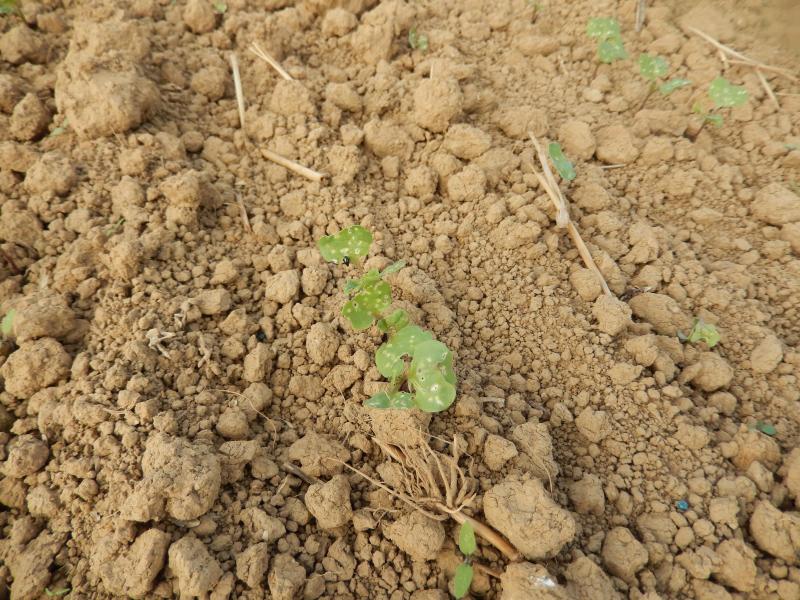 La surveillance des altises, dont les morsures sur les jeunes cotylédons et les jeunes feuilles retardent le développement des plantules, sera primordiale, surtout si les conditions météo restent sèches.