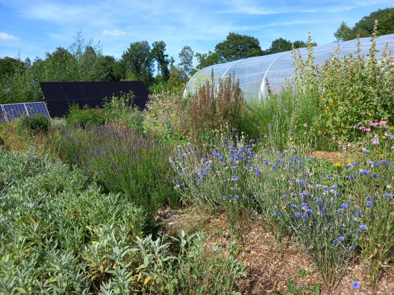 Le jardin de plantes aromatiques et médicinales a été implanté en 2020.