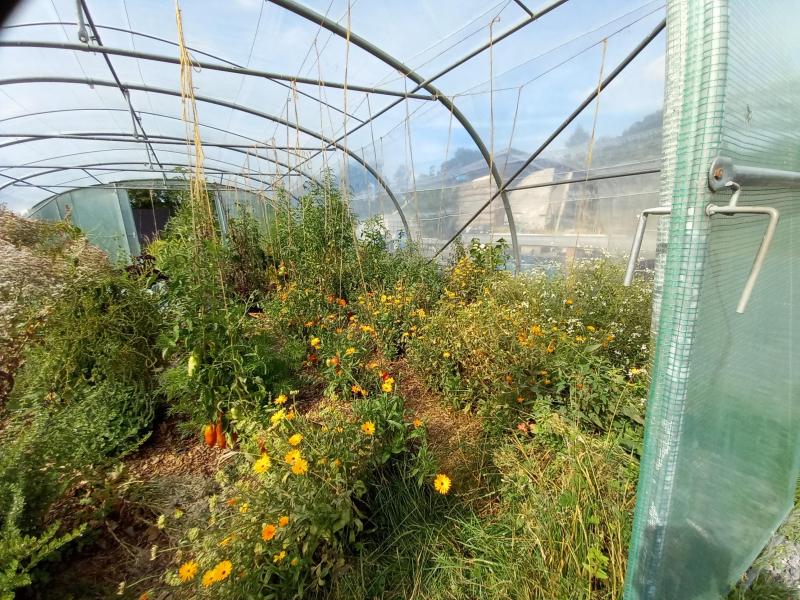 La serre pour la production familiale rassemble des tomates, de l’arroche rouge,  des laitues,... Les soucis semés dans cette serre agissent comme répulsif  contre les punaises et la mouche blanche et attirent les pollinisateurs.