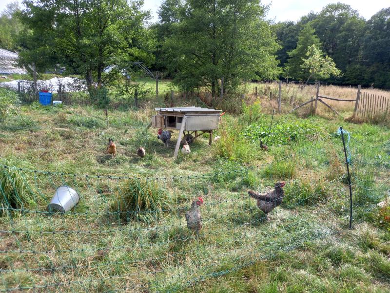 Le poulailler mobile est déplacé régulièrement. Les poules disposent ainsi d’herbe fraîche. Elles amendent le terrain avant les plantations et permettent de gérer les herbes  là où les moutons ne vont pas.