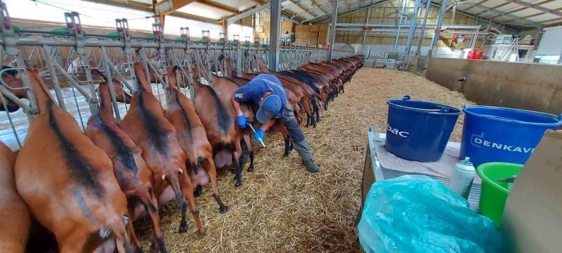 Cette année, François Lallemant a inséminé une centaine  de ses chèvres en deux lots de 50 à 1h d’intervalle.