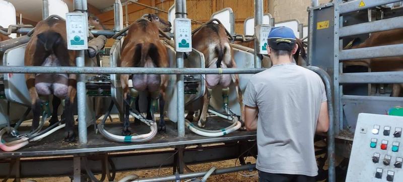 Lors de la traite, François ne désinfecte les pis que durant la période de mise bas.  Il n’utilise des lingettes désinfectantes que si les pis sont vraiment sales.  L’éleveur ne dénombre que peu de problème aux mamelles. Le travail préventif paie.