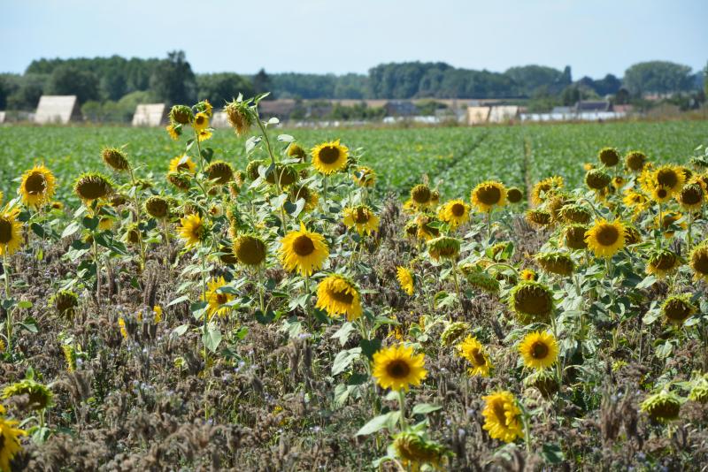 Les bandes fleuries se composent de cinq espèces: tournesol (actuellement visible), phacélie, trèfle blanc, vesce et avoine brésilienne.