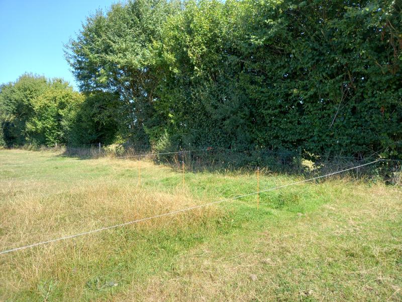 Alors que la majorité de la prairie était grillée par le soleil et la sécheresse de cet été,  l’herbe était encore verte en bordure de haie.