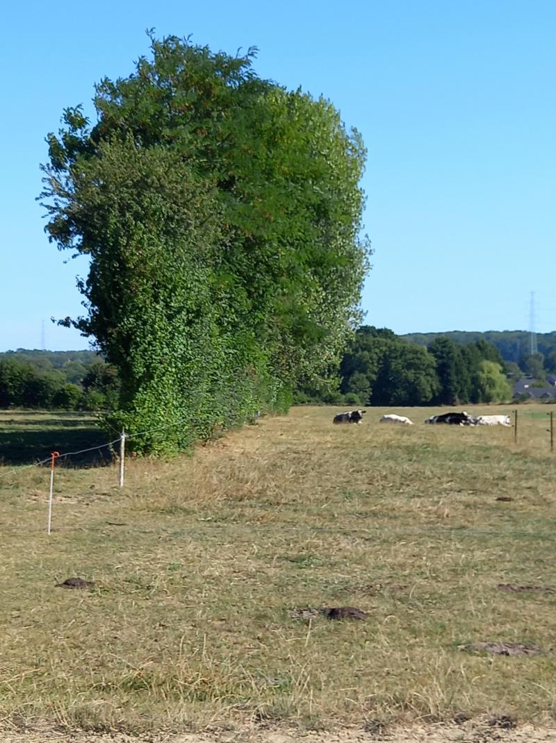La haie fournit de l’ombrage aux animaux. C’est aussi une réserve alimentaire  de substitution pour le bétail. On distingue bien au niveau de cette haie  la limite de consommation par les animaux.