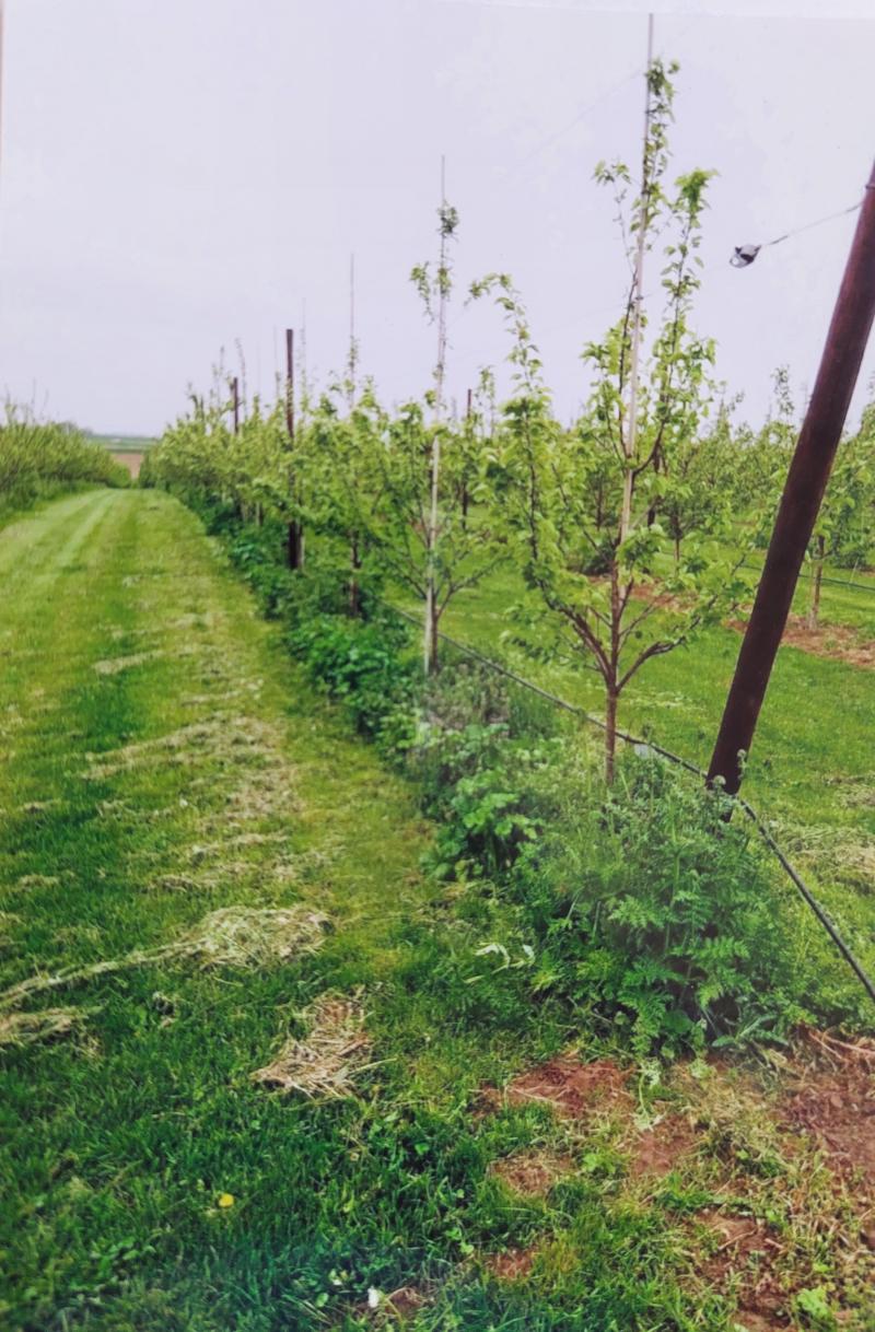 L’irrigation goutte-à-goutte figure parmi les systèmes disponibles sur le marché.  Elle permet de maintenir constamment dans la zone humide  une réserve d’eau facilement utilisable par les fruitiers.