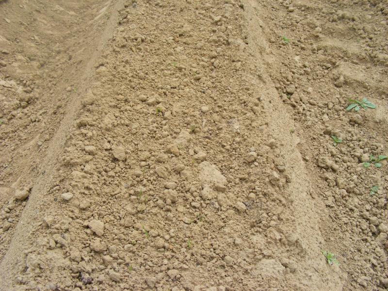 Le planche est préparée pour être bien plate. L'objectif est que la pomme soit le moins possible en contact avec le sol. Il s'agit de retarder l'apparition de pourriture.
