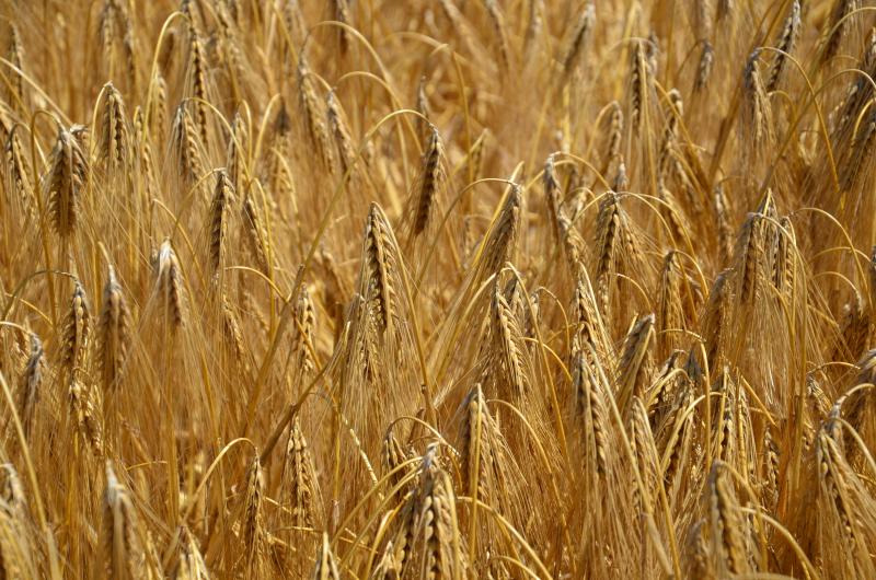Un surcoût moyen des semences hybrides de 58.8 €/ha a été retenu;  avec un prix de vente de 260 €/t en 2022, il équivaut à 226 kg/ha de rendement.
