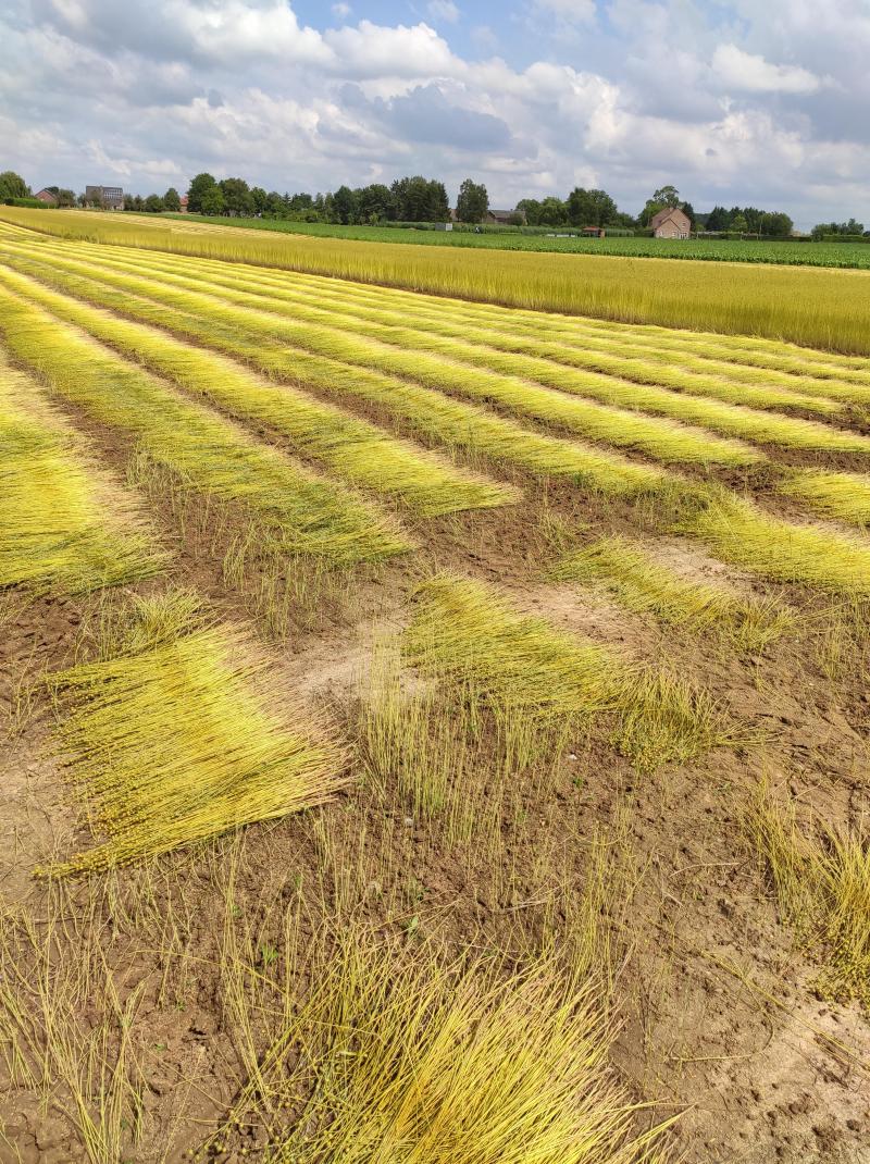 Le lin fibre est la plante à fibres  la plus cultivée en Belgique. Elle  s’épanouit sur des terres limoneuses,  profondes et bien structurées.