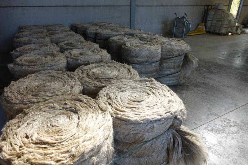 Le chanvre industriel est cultivé  pour ses graines ou sa paille en vue  d’extraire les fibres.