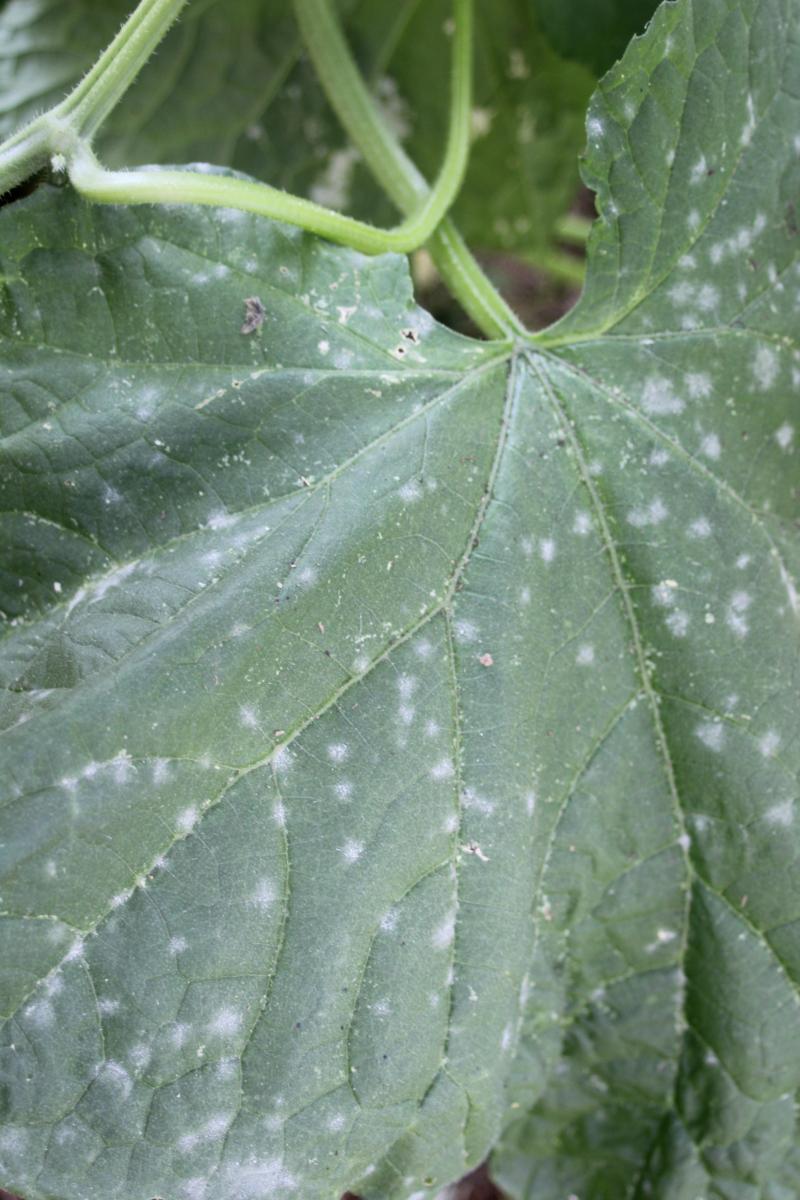 Il y a eu très peu de mildiou et de faux-mildiou cette année.C’est plutôt l’oïdium qui s’est développé sur les plantes sensibles dont les Cucurbitacées.