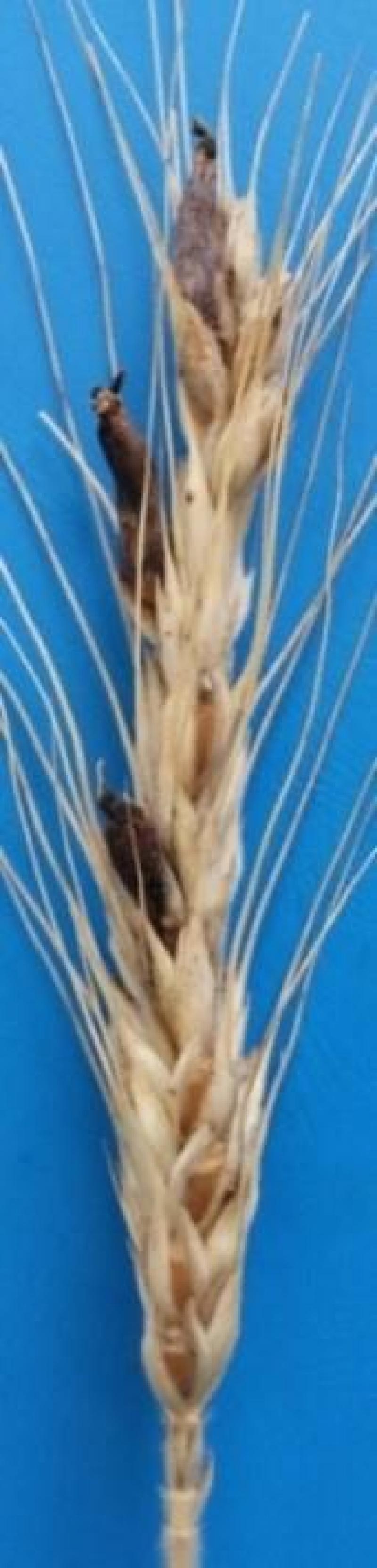 L’ergot est une maladie qui  ne s’attaque pas qu’au seigle.