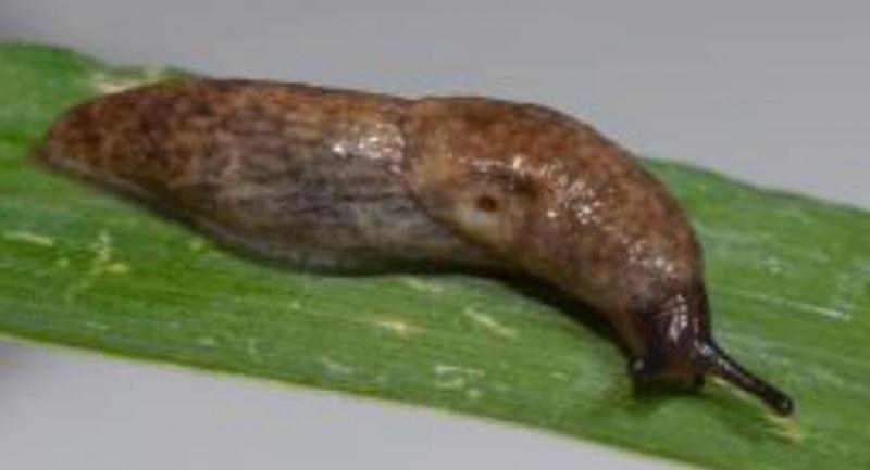 Les limaces préfèrent les terres caillouteuses ou argileuses -à cause des refuges qu’elles offrent- aux terres meubles et friables.