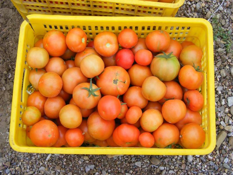 Les légumes sont pré-triés et propres avant d'entrer en stockage.