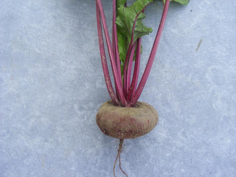 Les variétés de betterave potagère se distinguent par la forme et la couleur des racines.
