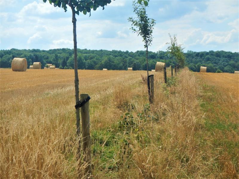 La bande enherbée revêt essentiellement un objectif de sécurité.