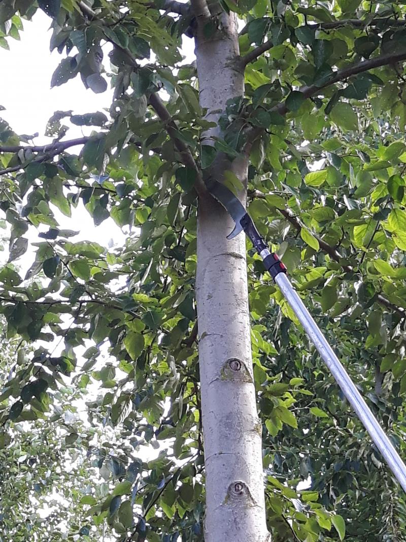 Les opérations de formation et d’élagage  de l’arbre requièrent un matériel  relativement simple.