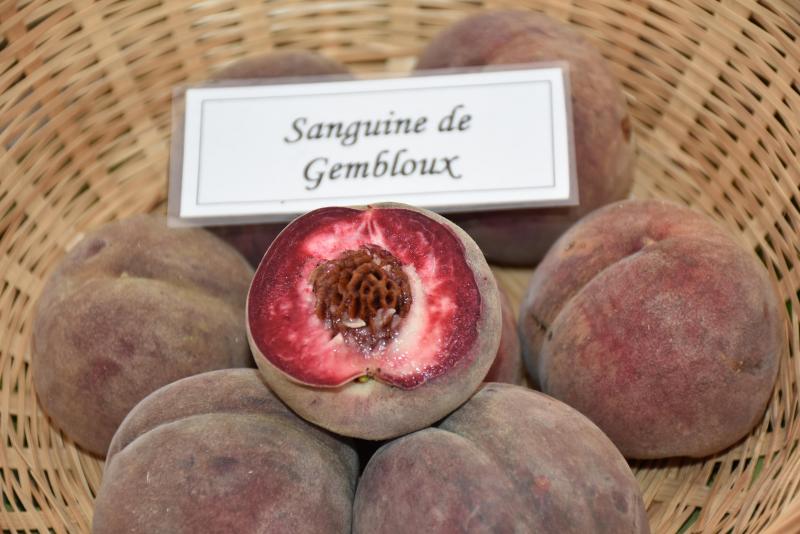 L’homme s’est toujours ingénié à innover en produisant une immense diversité de cultivars, appelés communément « variétés », qui doivent constamment s’adapter aux évolutions actuelles et futures.
