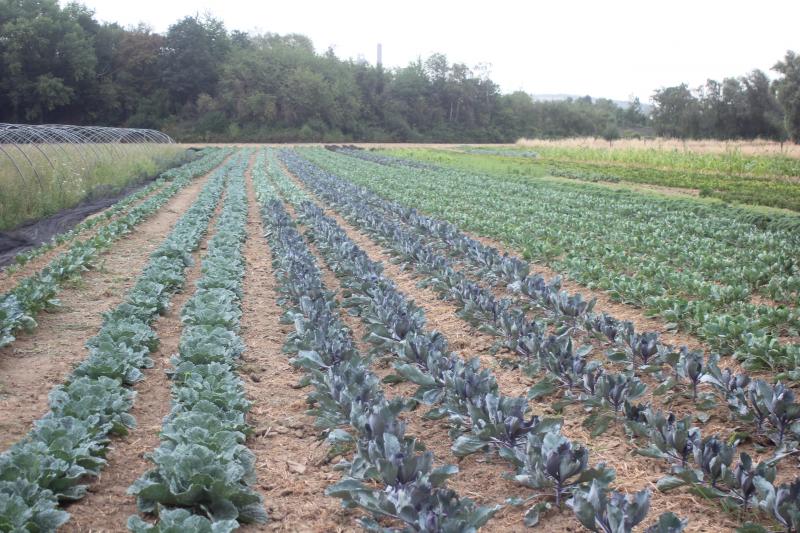 Les différents choux peuvent être cultivés dans des conditions assez semblables. La densité de plantation est plus élevée en chou de Bruxelles.