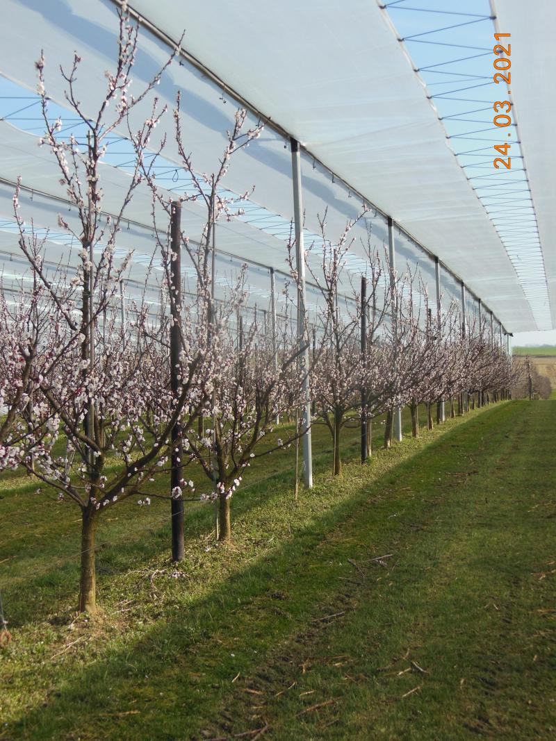 Le coup de gel du printemps est sans pitié pour l’abricotier ... «Pas de culture d’abricots sans protection» prévient d’ailleurs  M. Warnier.