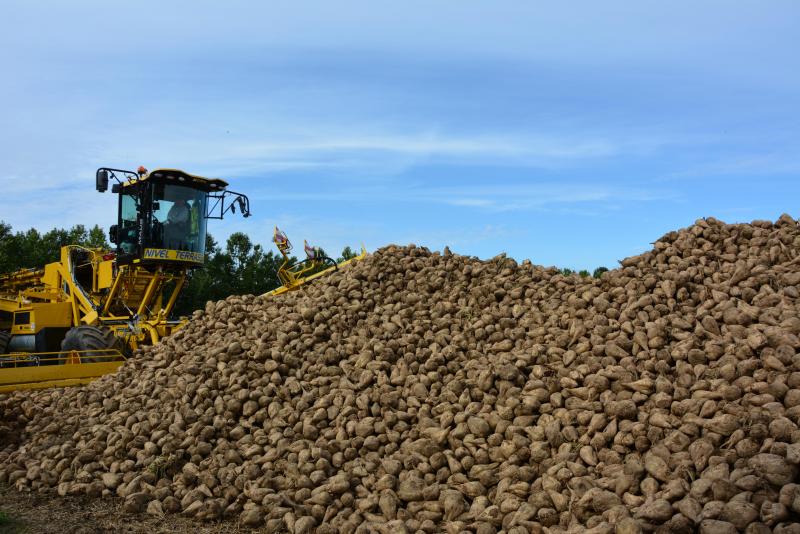 « En 2012, les chiffres montraient une production de sucre de 12 à 13 t/ha. L’année dernière, le seuil de 16 t/ha a presque été atteint.  Certains agriculteurs atteindront 20 t/ha cette année », constatent Heidi Pittomvils et André Wauters.