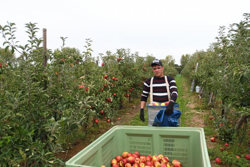 La diversification et la taille de l’exploitation permettent de proposer du travail aux saisonniers toute l’année, autant pour la taille en hiver que pour la cueillette. Ils peuvent ainsi pleinement profiter des 100 jours disponibles pour le secteur.