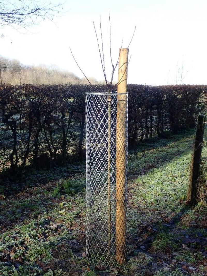 Le harnais d’arbre