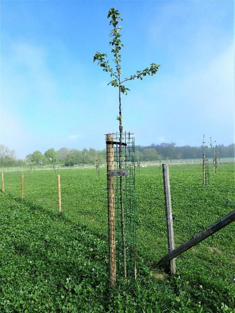 Protection des arbres fruitiers - Le verger aventure