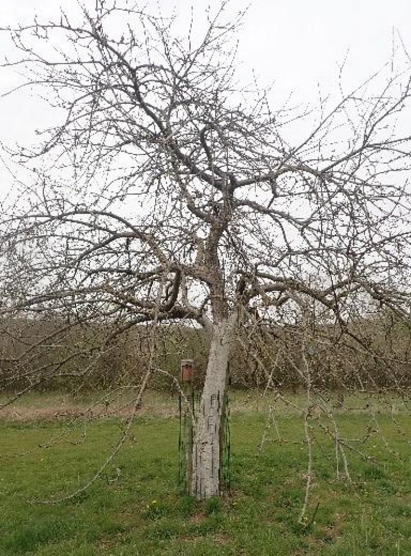 Dès le jeune âge, pensez à protéger  le tronc et la base des charpentières  de vos arbres fruitiers avec, par exemple,  un badigeon d’argile.