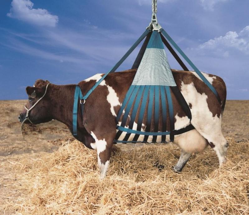 Un monte-charge utilisé pour hisser les vaches.