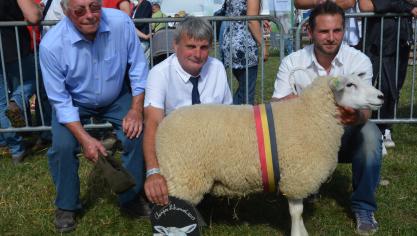 La championne des agnelles  Texel français à F. Herbiet.
