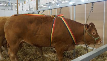 Imériale du RY d’Ombelle,  championne des vaches grasses, à C. et T. Delacharlerie, Froidfontaine.