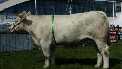 4911 (Equateur x Umper), prix d’honneur jeune vache et championne des femelles, à Bertrand et Serge Désert et à M.-F. Lemaire, Rendeux.