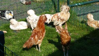 Les poules d’ornement comme la Padoue sont des achats coup de cœur. Elles sont achetées pour leur beauté plutôt que pour leur potentiel de production. Elles pondent environ 150 œufs blanc par an.