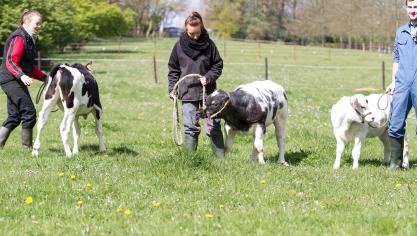 Le parrainage des veaux rencontre un vif succès :  près de 90 binômes se sont inscrits pour l’activité !