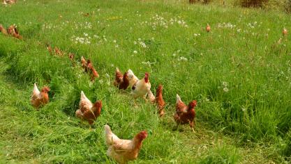 Un Poulailler Mobile Pour Des Pondeuses Qui Pâturent Vidéo