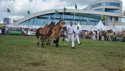 Le Stud-book du cheval de trait ardennais organise son National pour la 85
e
 fois.