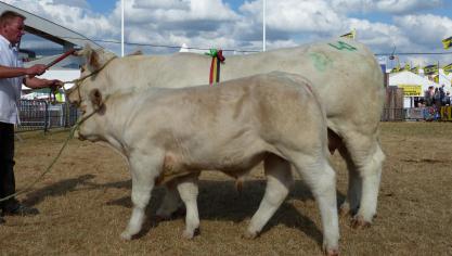 Jade 1 er  prix des vaches suitées de 4 ans et + et prix d’honneur des femelles (senior),  à Christophe Jérouville.