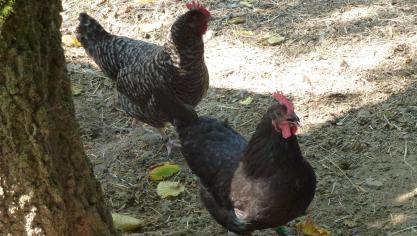 La poule de Herve noire est la plus répandue chez les amateurs. La variété Mauheid, gris-bleu est plus rare. Ces deux variétés peuvent être élevées ensemble, ce qui n’est pas le cas de la variété cotte de fer qui doit être élevée isolément.