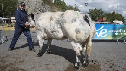 Bretonne de Matignolles (Noceur X Orme), 1er prix des vaches de 44 mois et +, à Jan Pauly, Treignes.