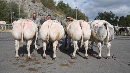 Lot de 4 vaches à Stéphane Pierrard & Bernardette Toussaint, Boussu-en-Fagne.