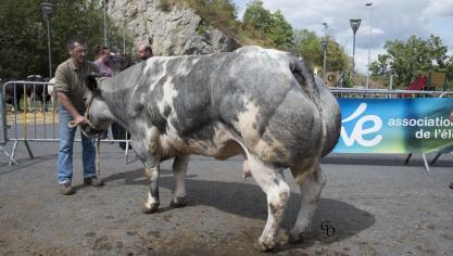 Seraphine du Haut de Pesche (Barracuda X Lumineux), 1er prix des vaches de 44 mois et +, à André Verhoeven, Pesche.